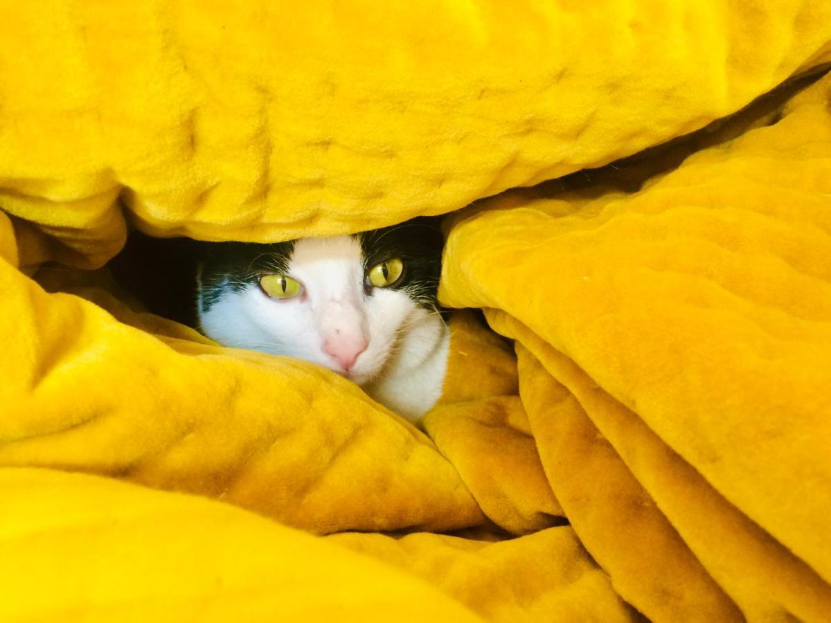 Da Coco E Mini,l'angolo Per Ceramiste In Viaggio - Pensión *
