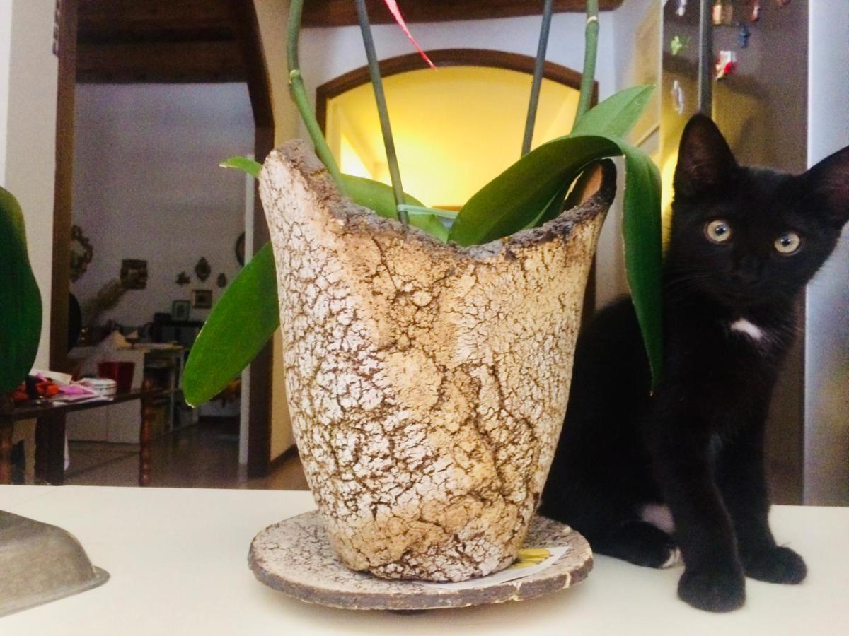 Da Coco E Mini,l'angolo Per Ceramiste In Viaggio - Casa de hóspedes